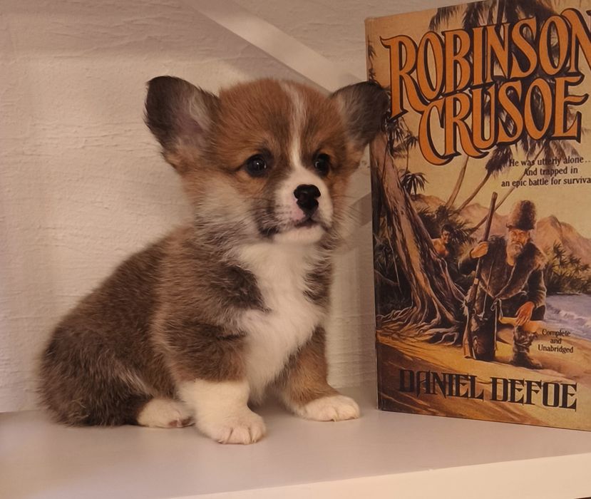 Щенки корги продаю