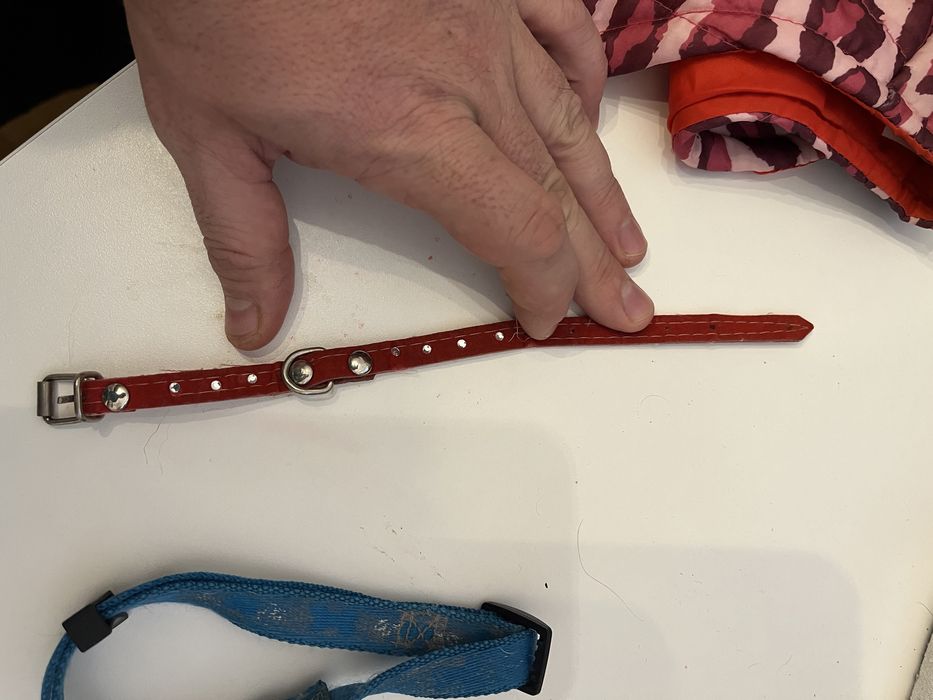 Zestaw dla szczeniaka