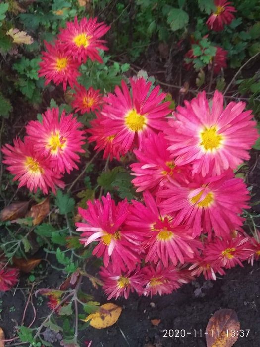 Хризантема не висока