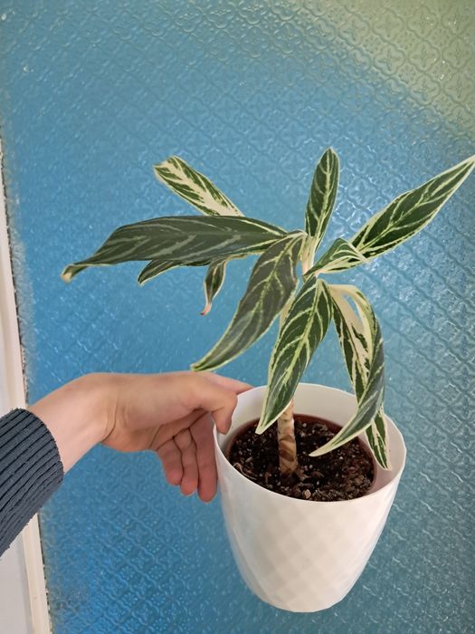 Aglaonema amalia zebra feathers duża sadzonka