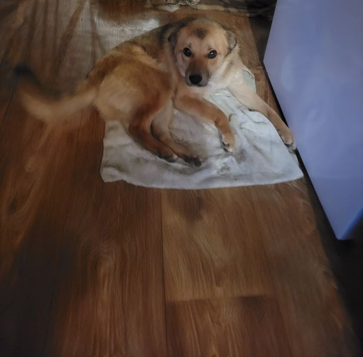 Собачка молодая бесплатно. Собака даром. Пёс. Щенок. Щенки