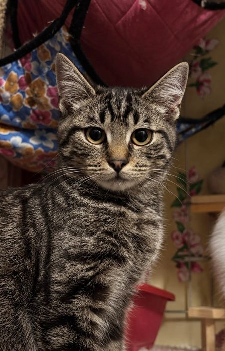 Кошенята тигрові, хлопчики в люблячі руки (кіт, котик, котеня)