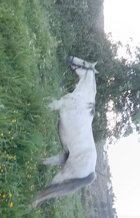 Venda de 2 cavalos 4000€