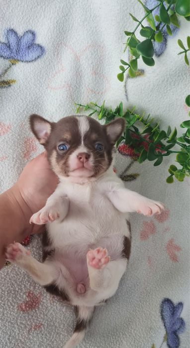 Excelente menina Mini Chihuahua/Chiuaua LinhagemRussa de Qualidad