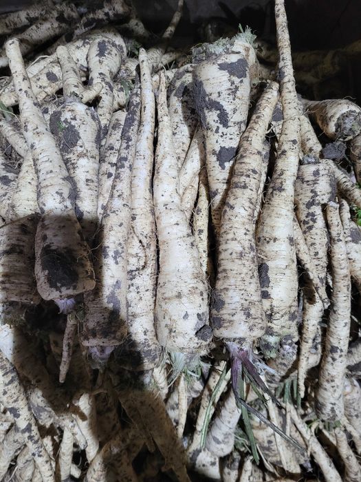 Sprzedam pietruszkę