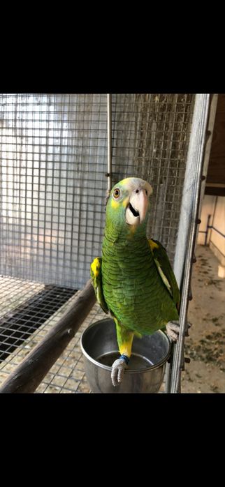 Amazona barbadensis