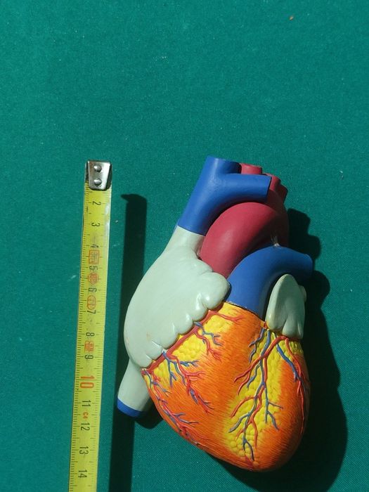 Modelo De Coração Humano