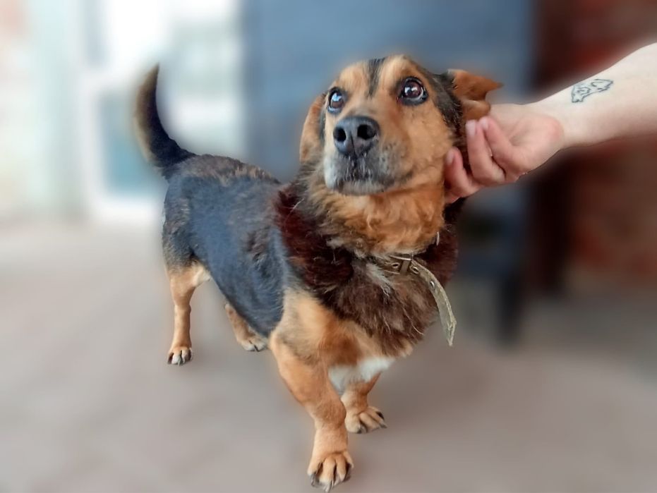 Kubuś szuka domu  - adopcja