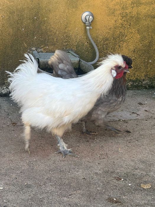 Vendo frangos diversos