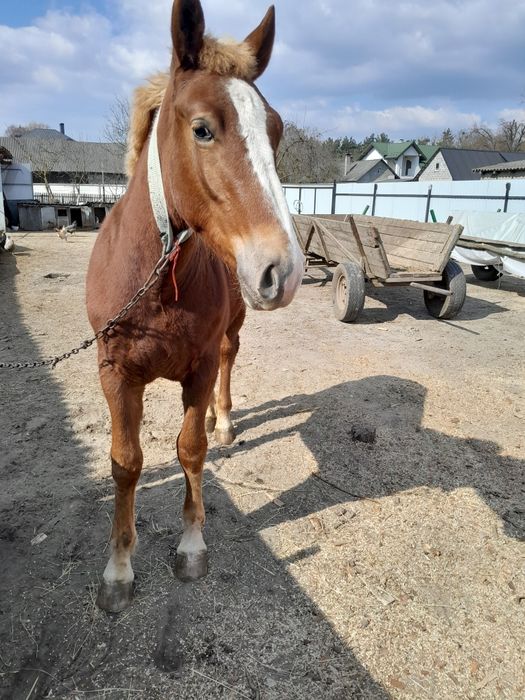 продам жеребчика коник.