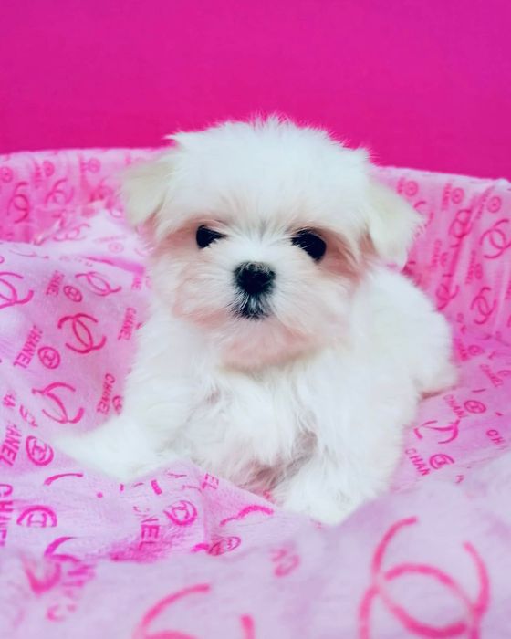 Maltańczyk suczka z rodowodem Maltańczyki