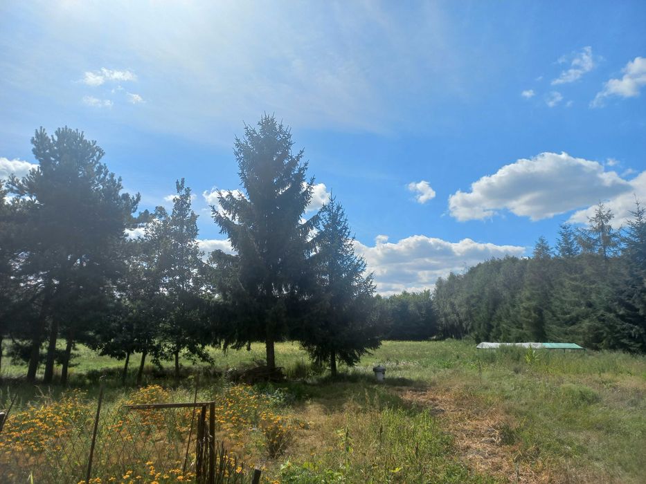 Dom – Grabowo - Widok 4