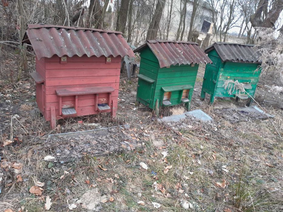 Sprzedam pszczoły  - pasiekę