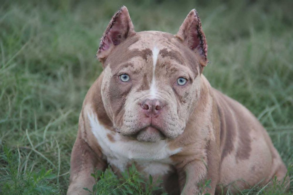 Маленький ведмедик American Bully Pocket