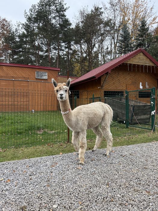 Oswojone alpaki zdrowe, przyjazne po dobrych rodzicach. Resukcja stada