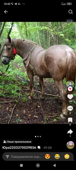 Продам ганого молодого коня