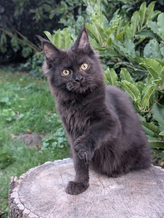 Czarny kocurek Maine Coon Zapraszamy