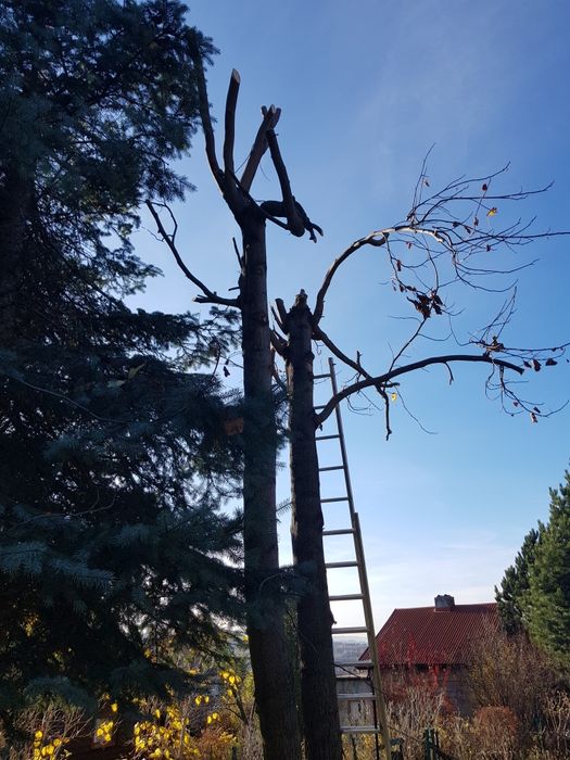 Wycinka drzew frezowanie pni