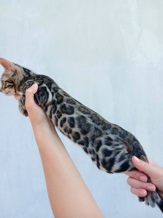 Бенгальські клубні кошенята