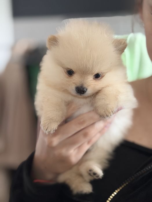 Piesek szpic miniaturowy, pomeranian