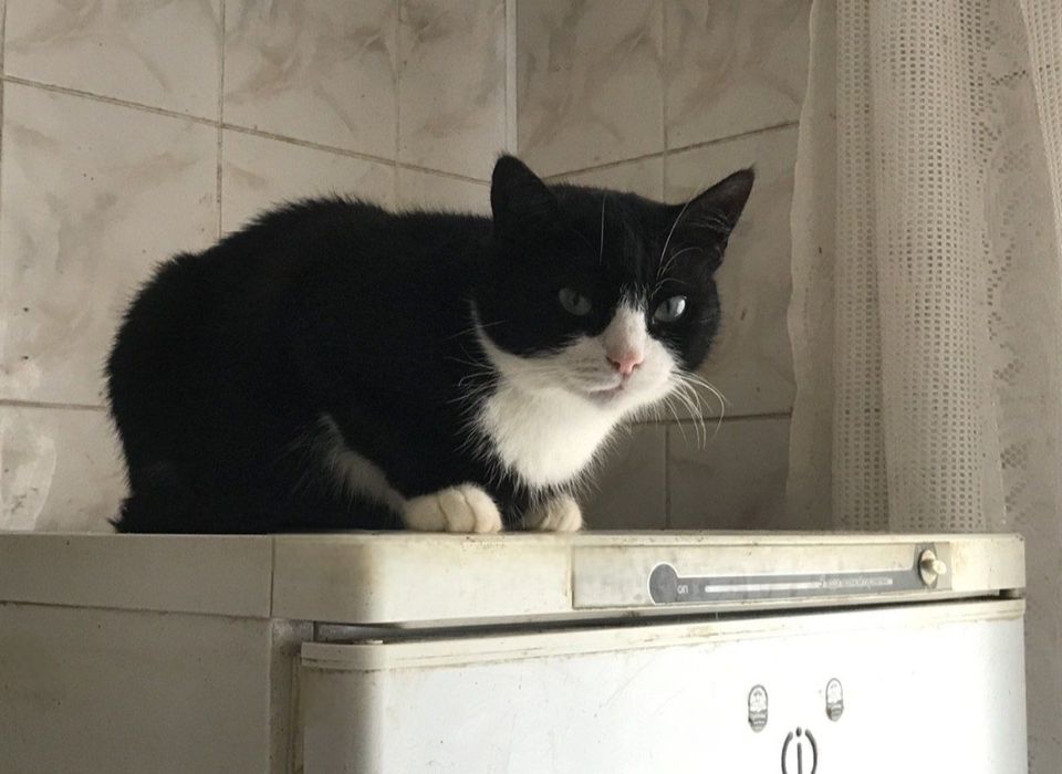 Отдам даром в добрые руки черно-белую кошечку