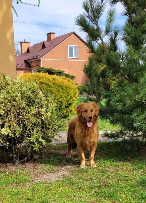 golden retriever