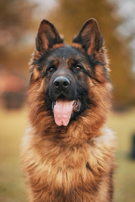 Owczarek niemiecki długowłosy Owczarki niemieckie długowłose