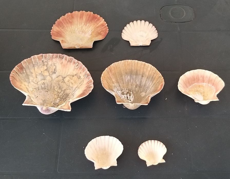 7 conchas do mar.