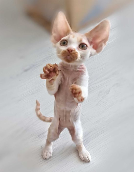 Гіпоалергенні кошенята Девон Рекс