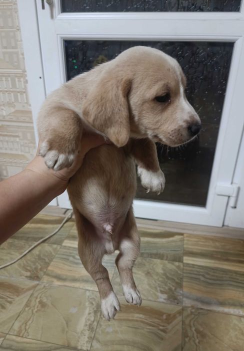 Цуценята такси хлопці