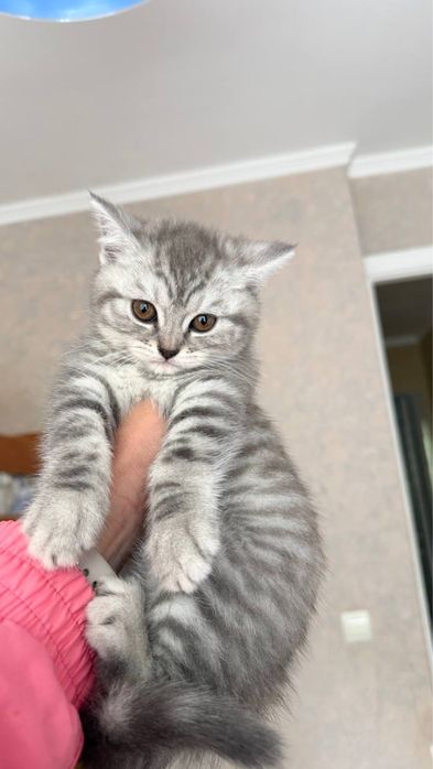 Чистокровні шотландські кошенята окрас Віскас
