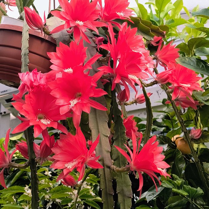 Epiphyllum czerwone