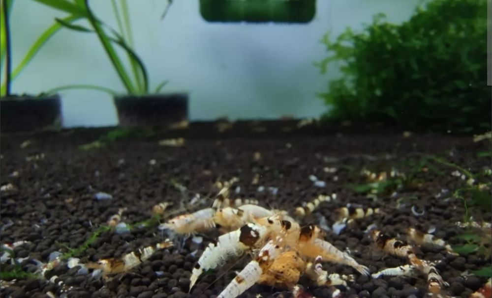 Crystal Black Caridina