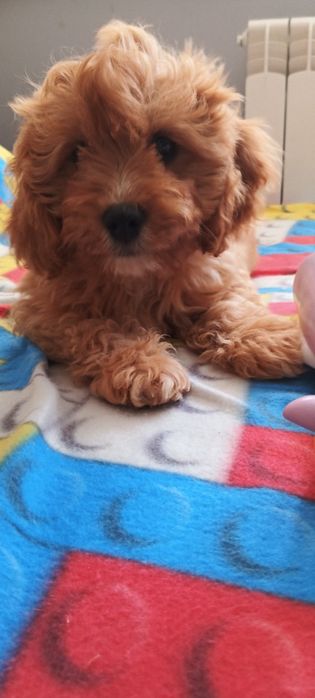 Cavapoo -wesola dziewczyna