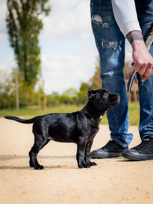 Staffordshire Bull Terrier - Suczka  FCI