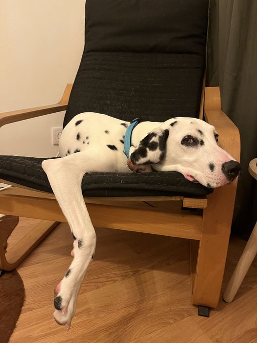 ADOÇÃO- Pixel- Dalmata Femea 1 ano e meio