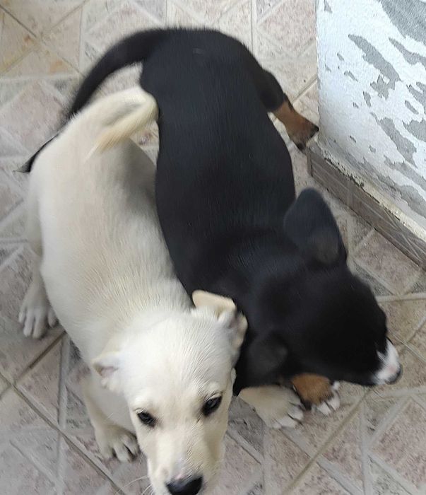 Dou duas cadelas com alguma urgência!