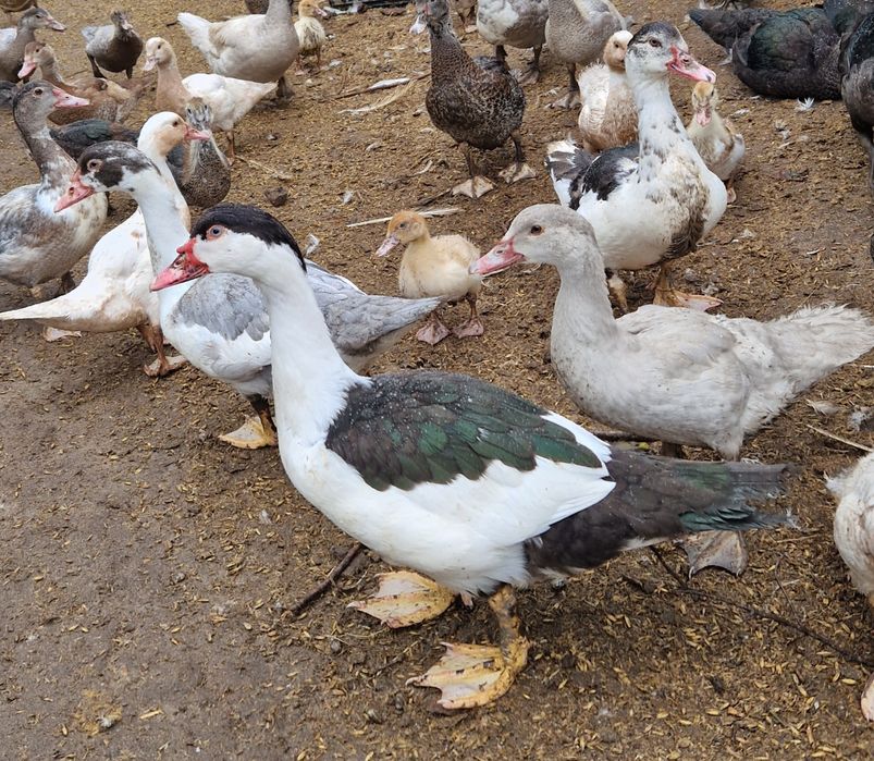 Kaczki kaczory młode