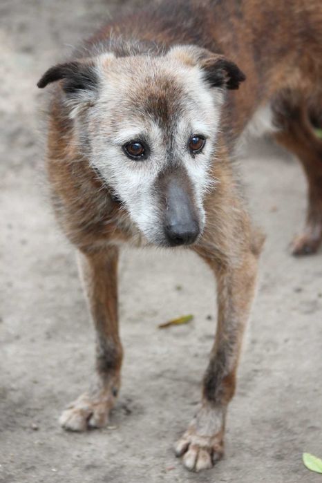 Cão para adoção (Guaraná, a Hiena)