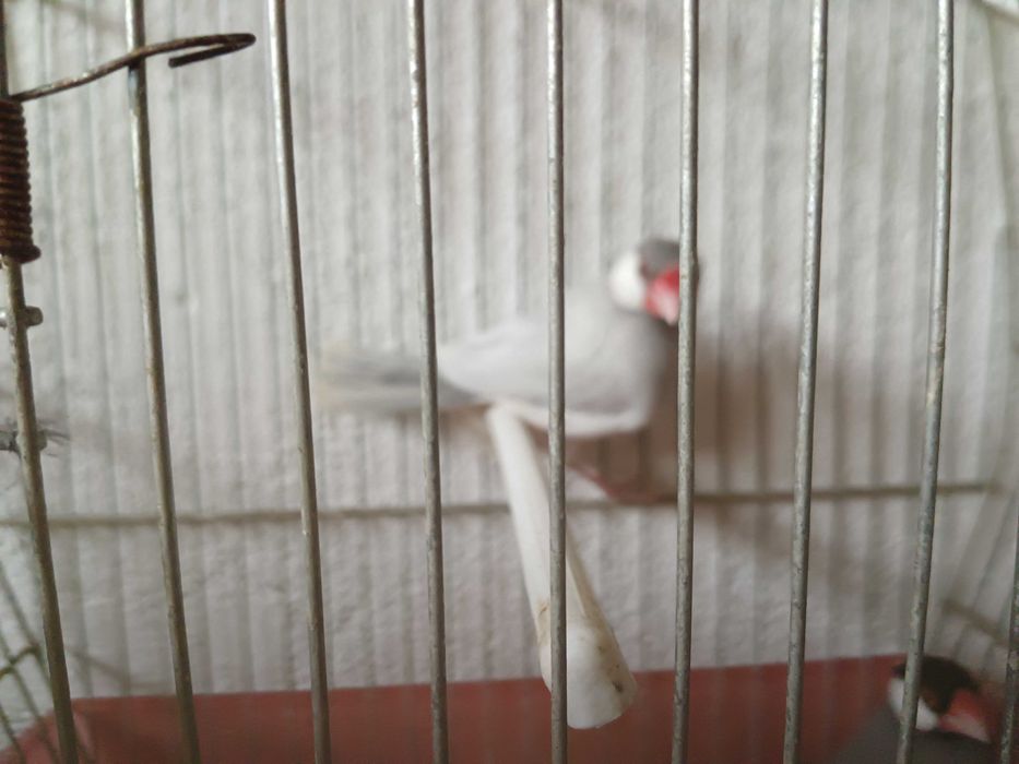 Vendo casal de pardais de java cinza