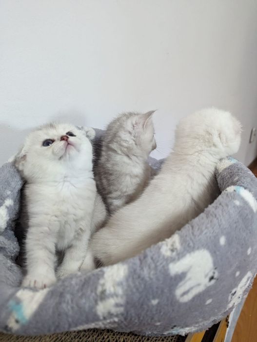 Чудесные котята серебристые шиншиллы фолдики