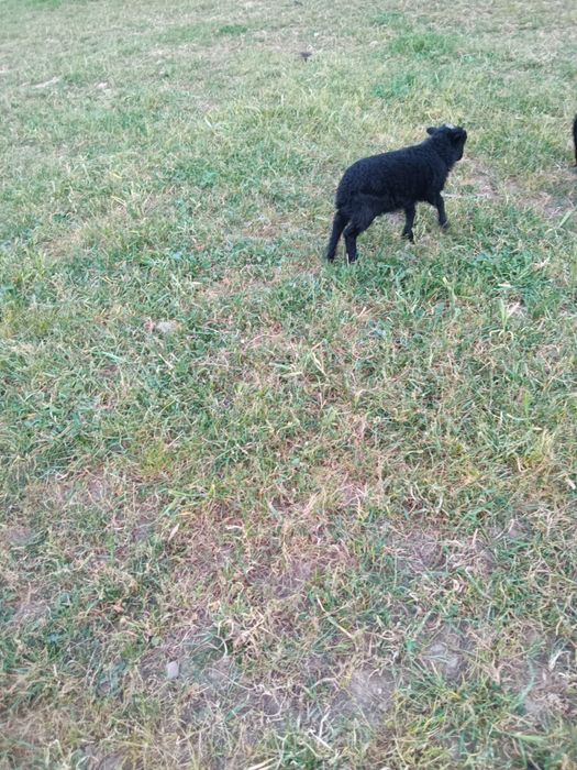 Macho anã puro
O Último desta criação, para criar a biberon ou reservar para depois dos dois meses.
Agora está com 6 semanas
Fazemos entregas na zon