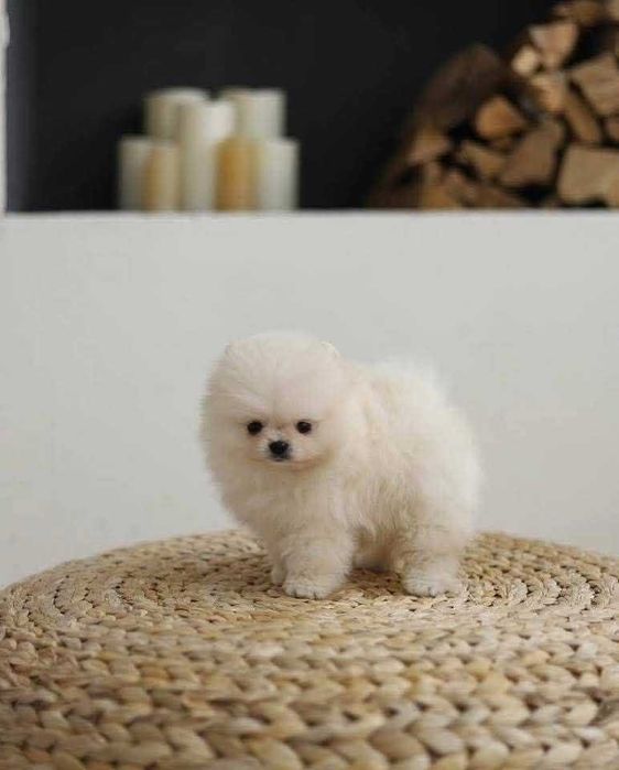 Crias de ursinho da Pomerânia