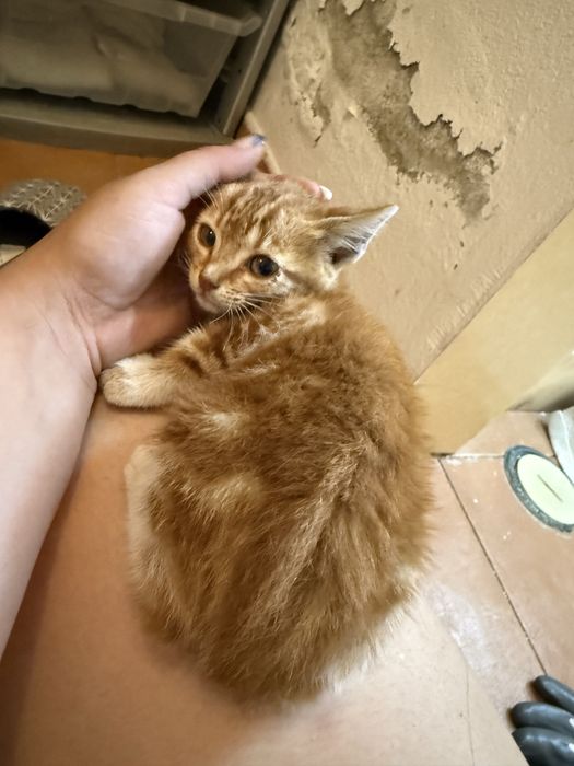 Gato bebé cor de laranja