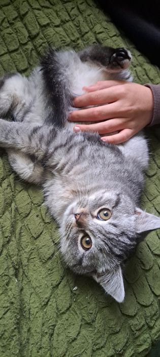 Британське неймовірно круте і ласкаве кошеня котик лагідний характер