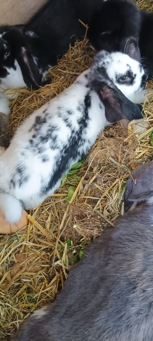 Sprzedam króliki barany koniec hodowli