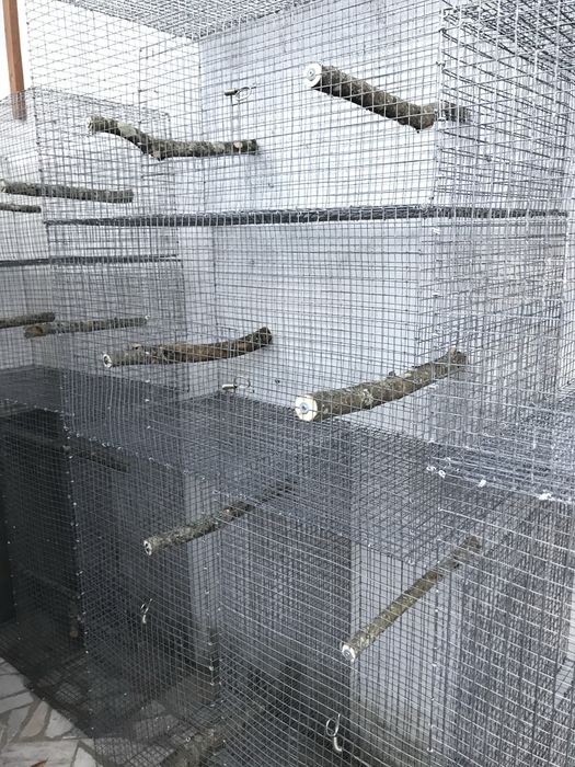 Gaiolas com tabuleiro +ofertas