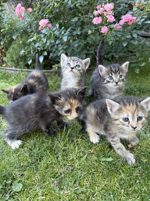 Кошенята маленькі 1.5місяців
