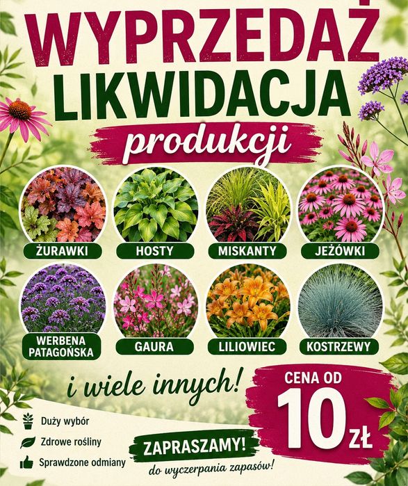 Wyprzedaż trawy ozdobne, jezówki,  Hosty, zurawki i wiele innych