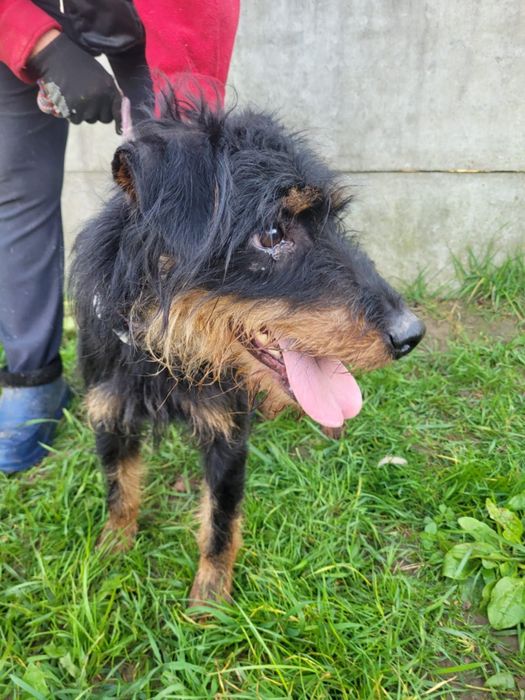 Terrierek szuka domu